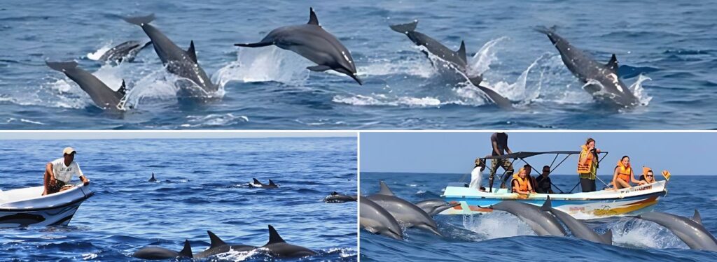 Witness Dolphins in Kalpitiya