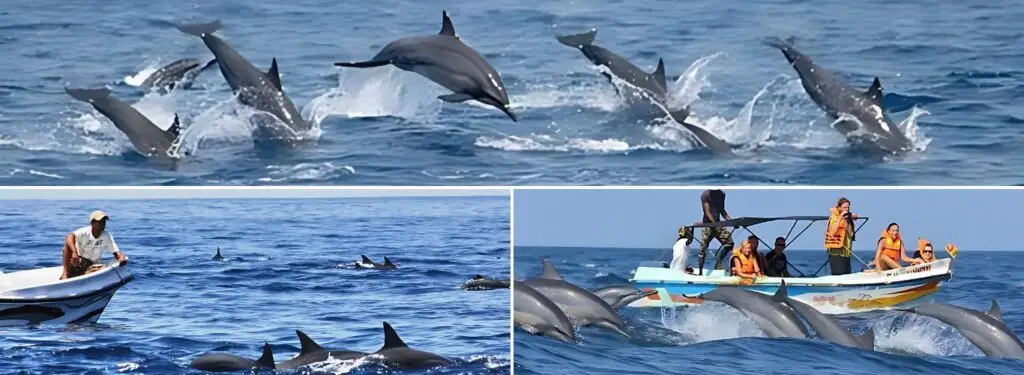 Witness Dolphins in Kalpitiya