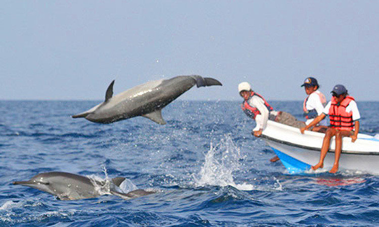 Witness dolphins in Kalpitiya