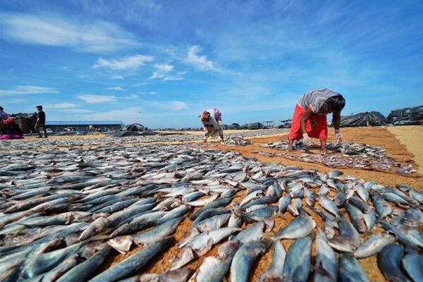 Vibrant Negombo Fish Market