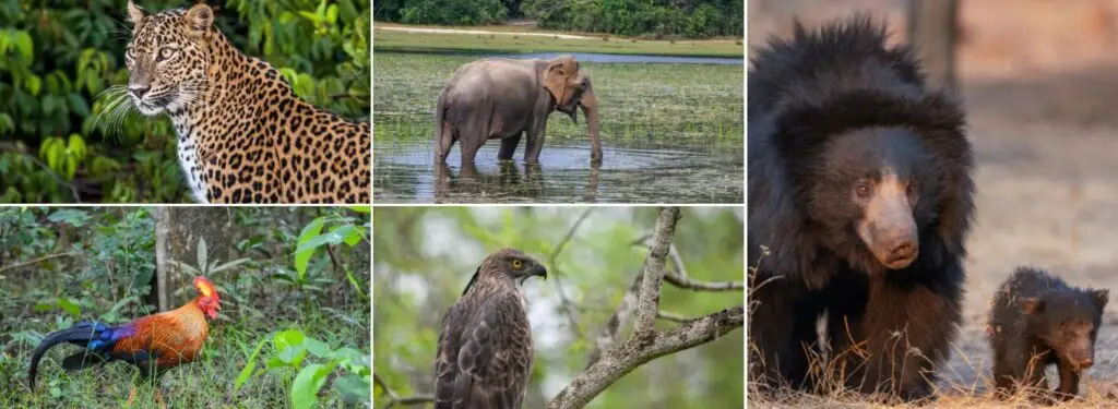 Wilpattu National Park