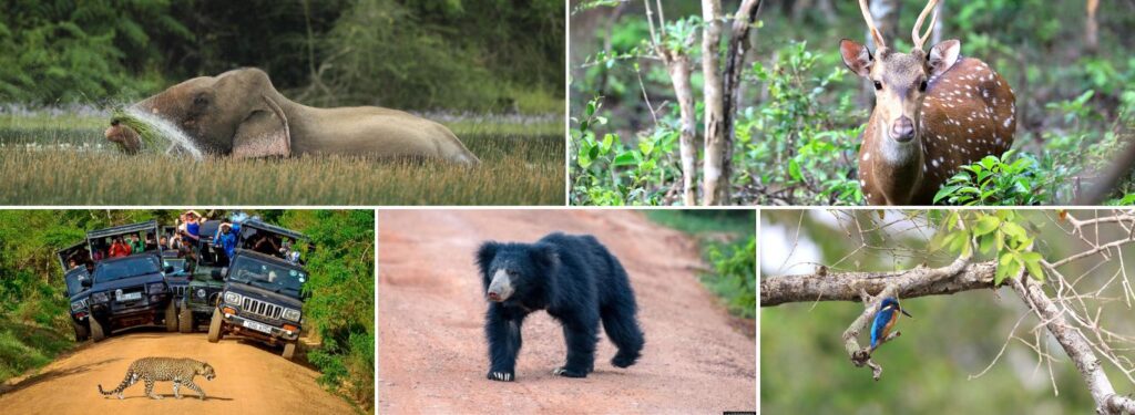 Wildlife in Wilpattu National Park