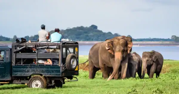 Leopard in Yala National Park Sri Lanka wildlife private safari tour