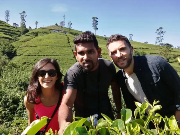 tea plantation nuwara eliya private scenic tour sri lanka