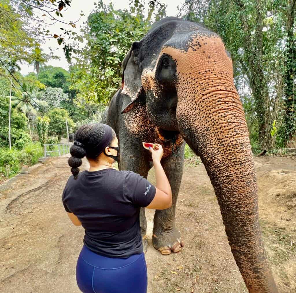 Pinnawala Elephant Orphanage