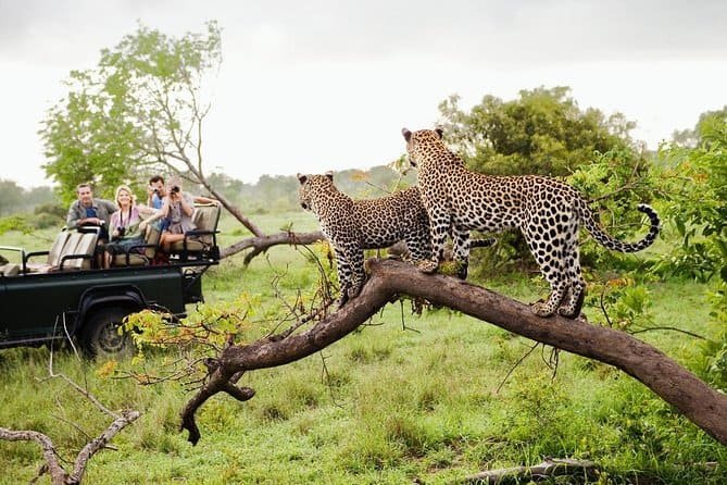 Yala National Park Private Tour: Best Wildlife Safari 2026