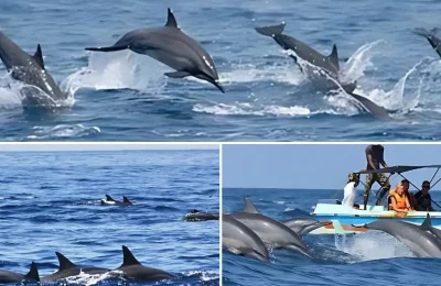 Witness Dolphins in Kalpitiya